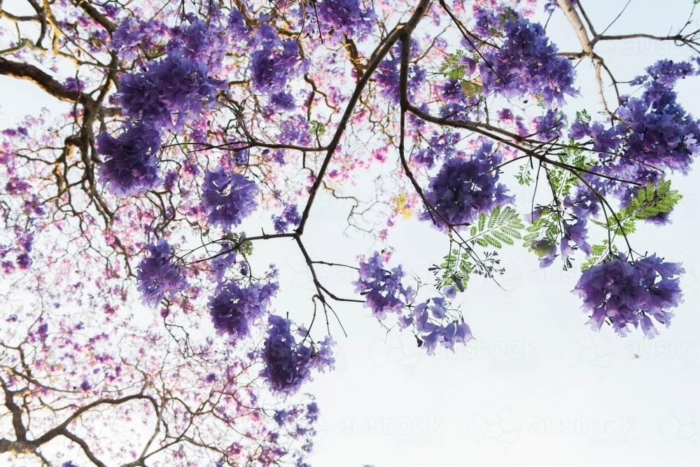 Jacarandas in Grafton - Australian Stock Image