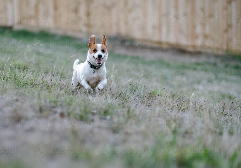 Jack Russell Dog Running - Australian Stock Image
