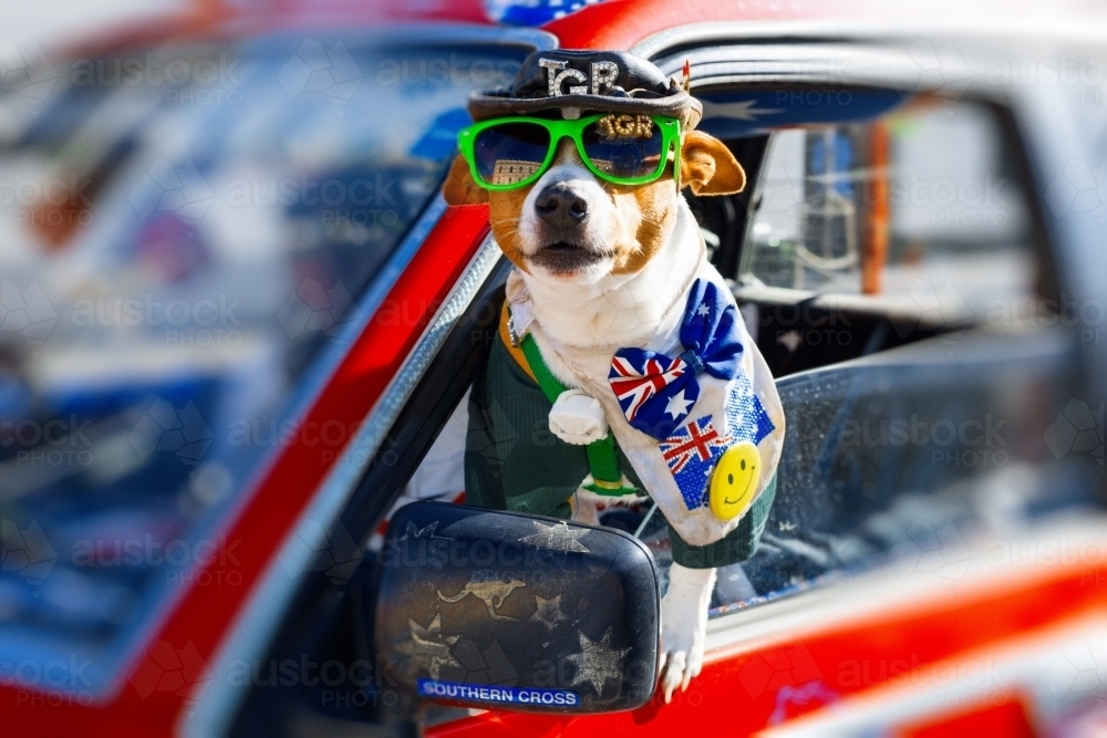 Jack Russell Terrier dog wearing Australian flag - Australian Stock Image