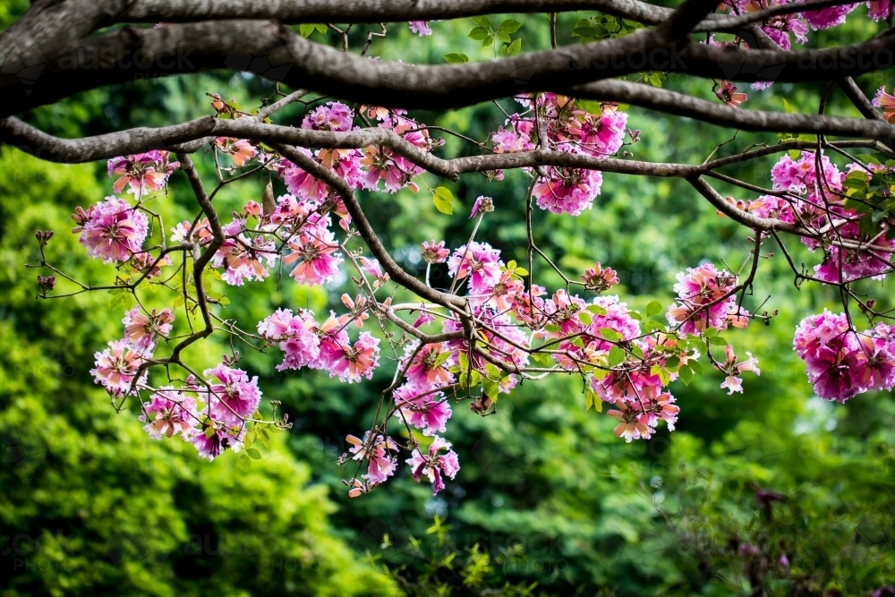 Japanese Cherry Blossoms - Australian Stock Image