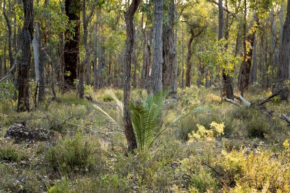 Jarrah woodland forest with zamia palm - Australian Stock Image