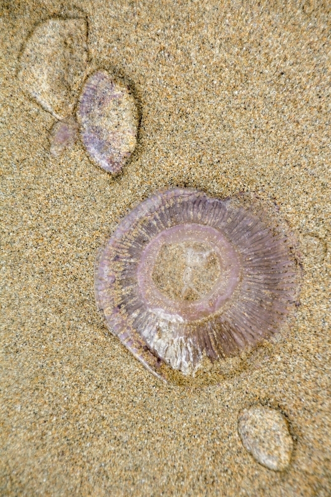 Jellyfish blobs on sand - Australian Stock Image