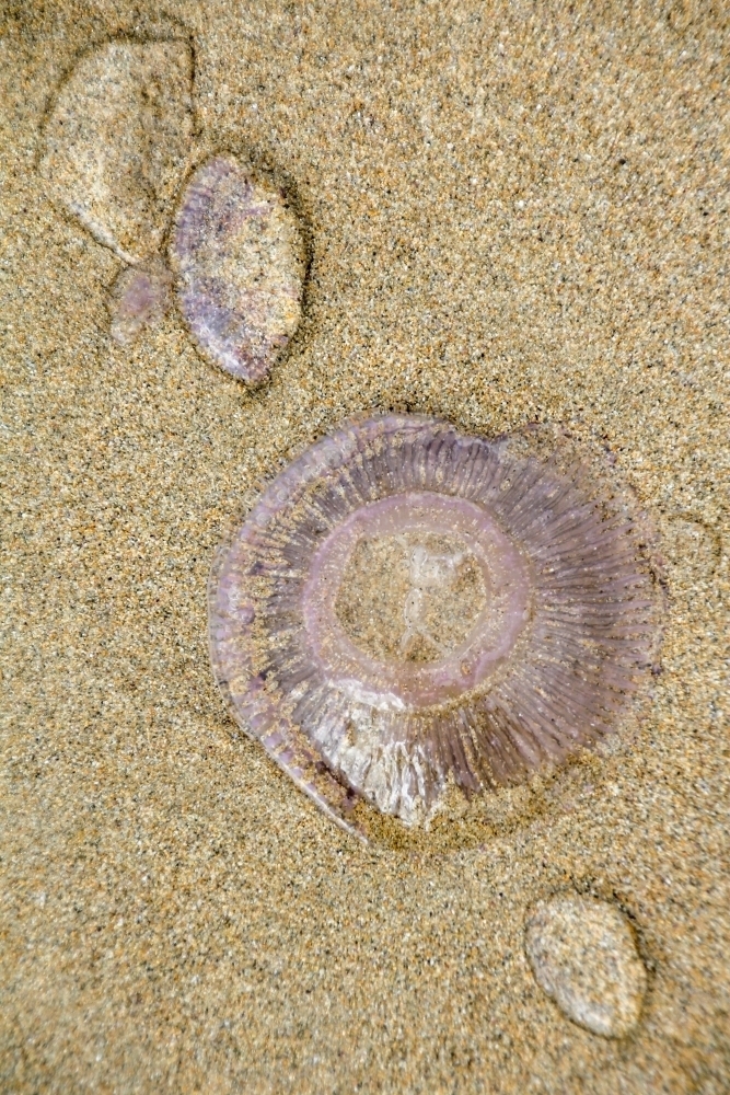 Jellyfish blobs on sand - Australian Stock Image