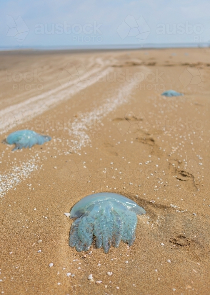 Jellyfish on the beach - Australian Stock Image
