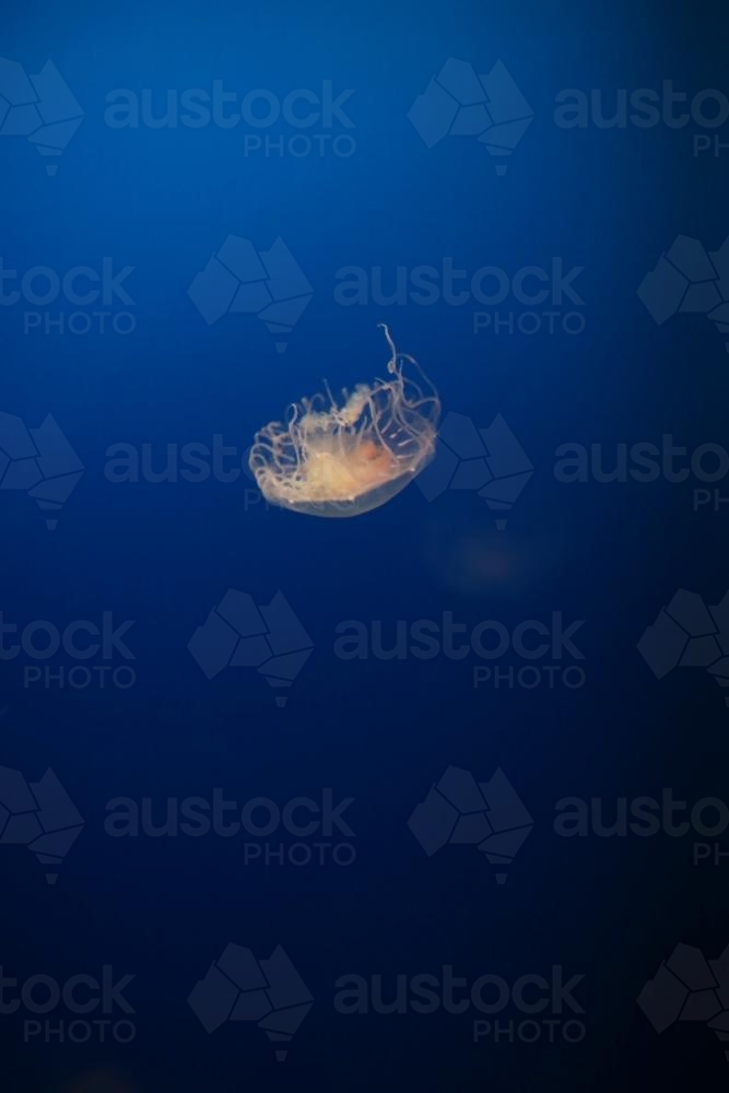 Jellyfish portrait with dark blue background - Australian Stock Image