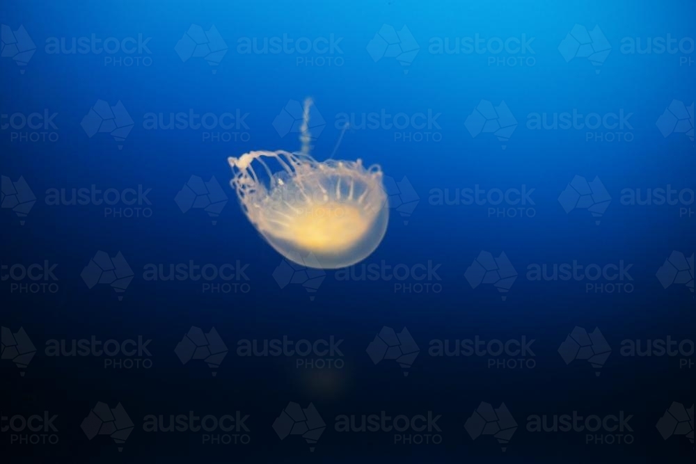 Jellyfish with dark blue background - Australian Stock Image