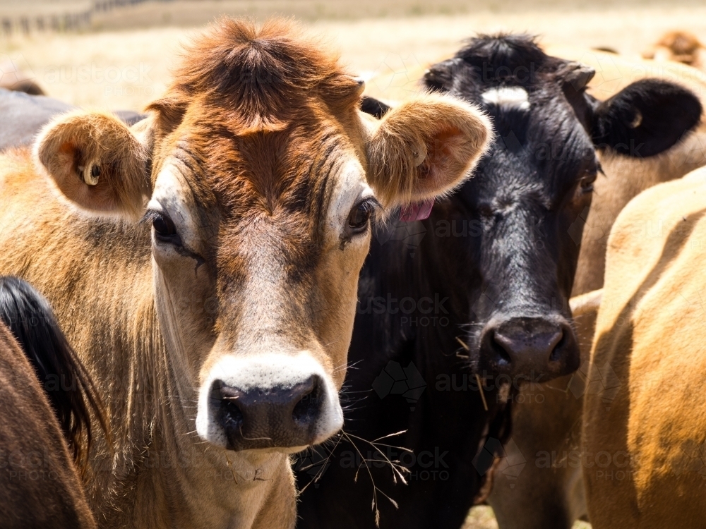 jersey calves looking at viewer - Australian Stock Image