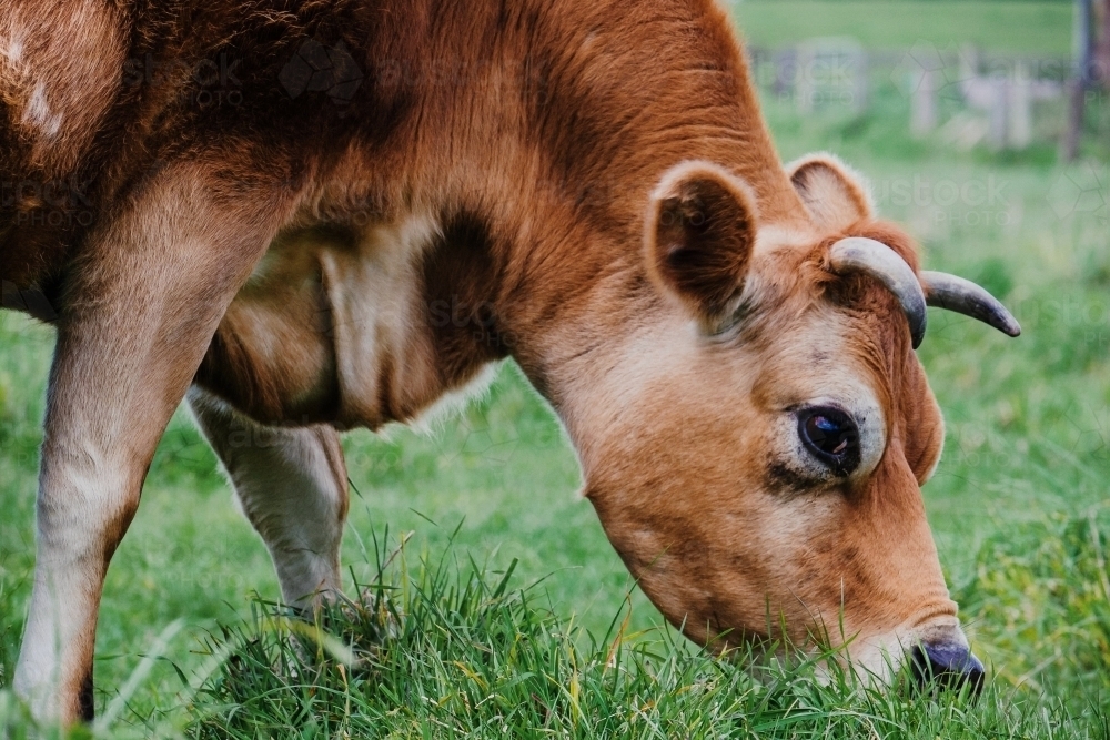 Jersey cow eating grass close up - Australian Stock Image