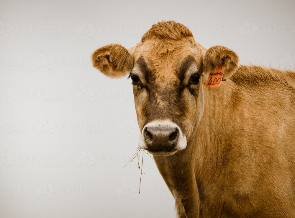 Jersey cow eating hay - Australian Stock Image
