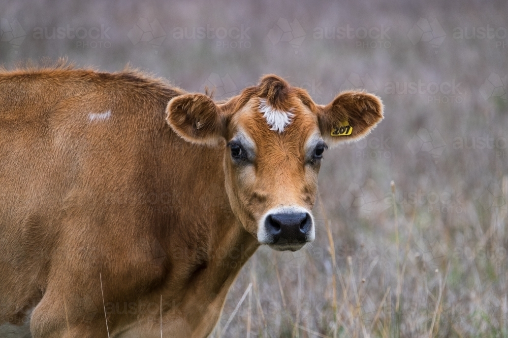 Jersey cow in the long dry grass looks at the camera - Australian Stock Image