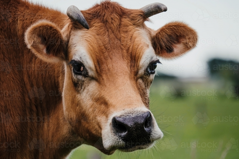Jersey cow looks in to the camera close up - Australian Stock Image