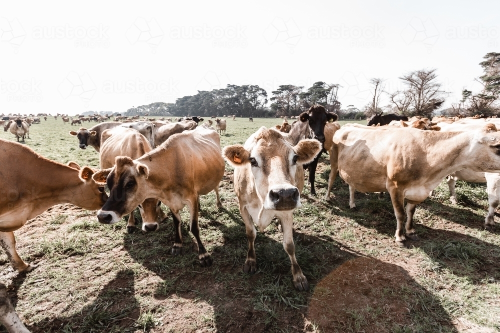 jersey cows on a dairy farm - Australian Stock Image