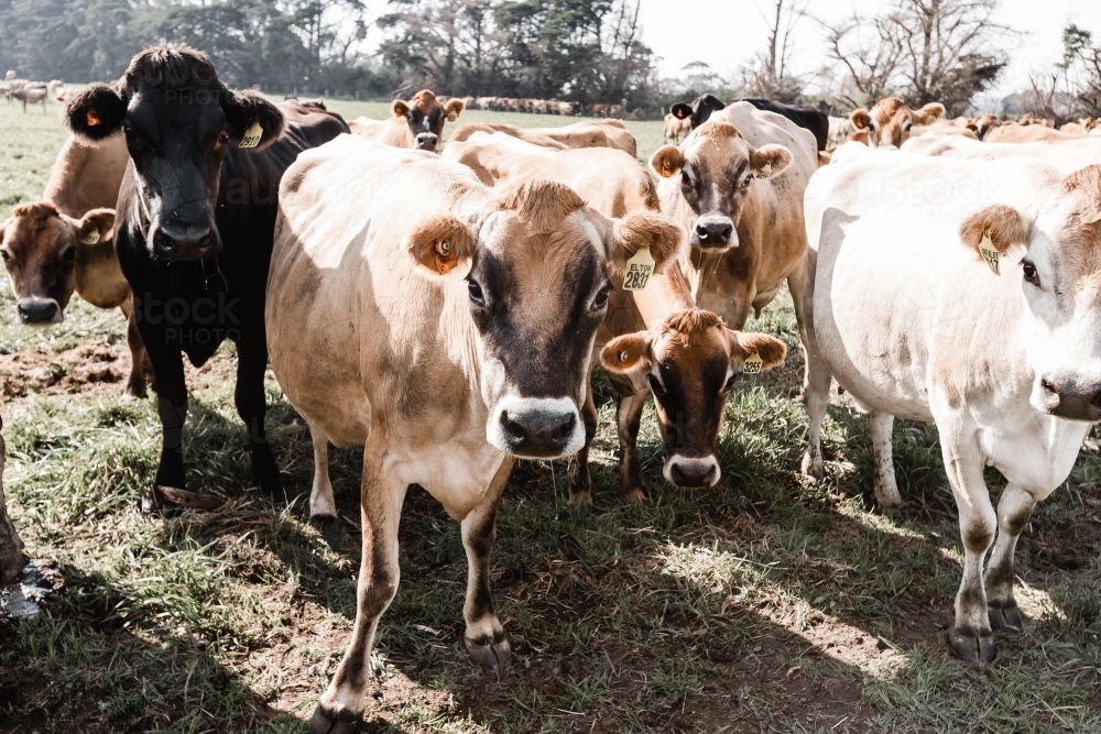 jersey cows on a dairy farm - Australian Stock Image