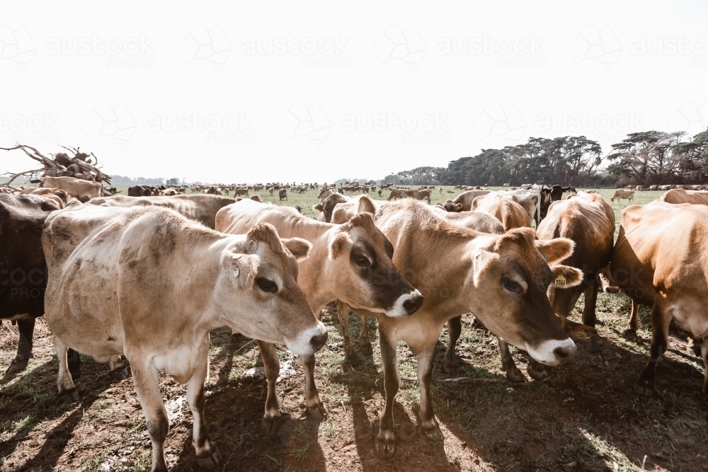 jersey cows on a dairy farm - Australian Stock Image