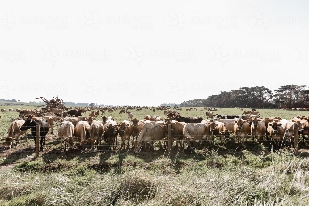 jersey cows on a dairy farm - Australian Stock Image