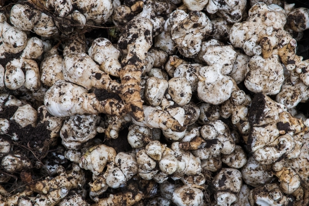 Image of Jerusalem Artichokes Austockphoto