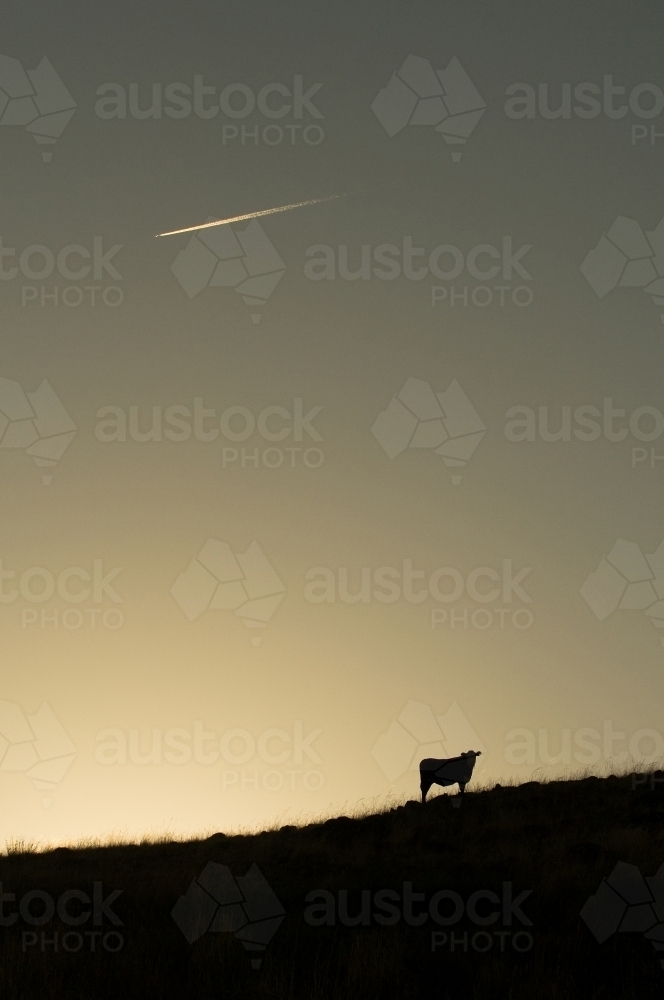 Jet trail over cow silhouette - Australian Stock Image