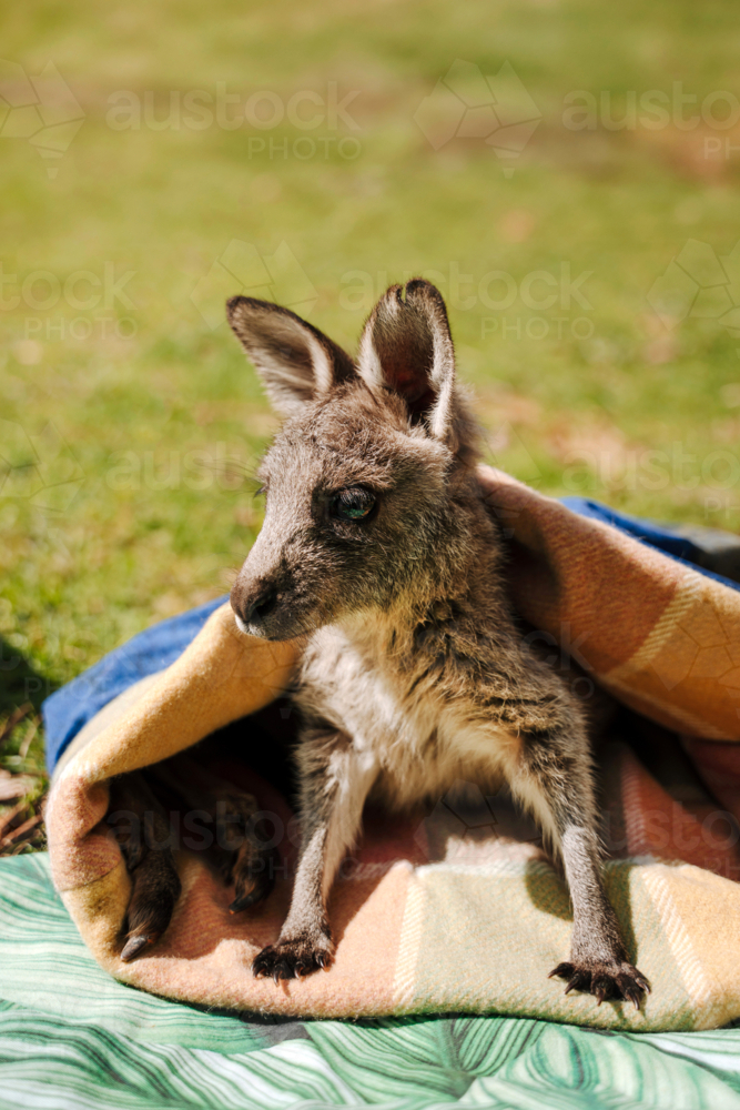joey kangaroo sitting inside an orange blanket under the sun. - Australian Stock Image