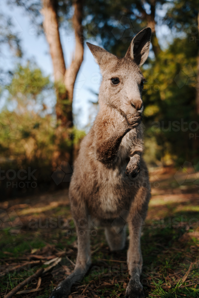 joey kangaroo standing in a forest ground holding food in its paws - Australian Stock Image