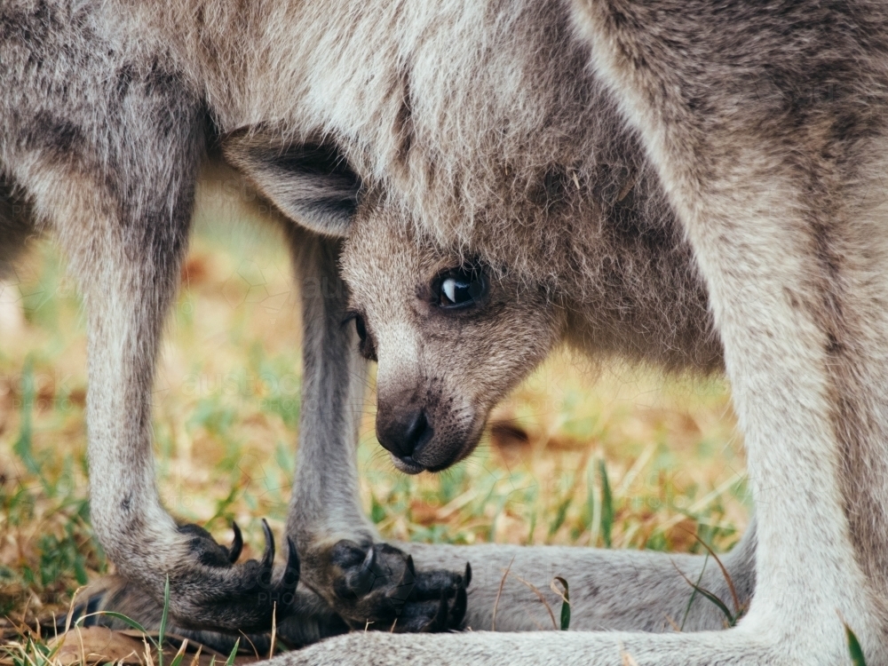 Joey peeping out of mothers pouch - Australian Stock Image