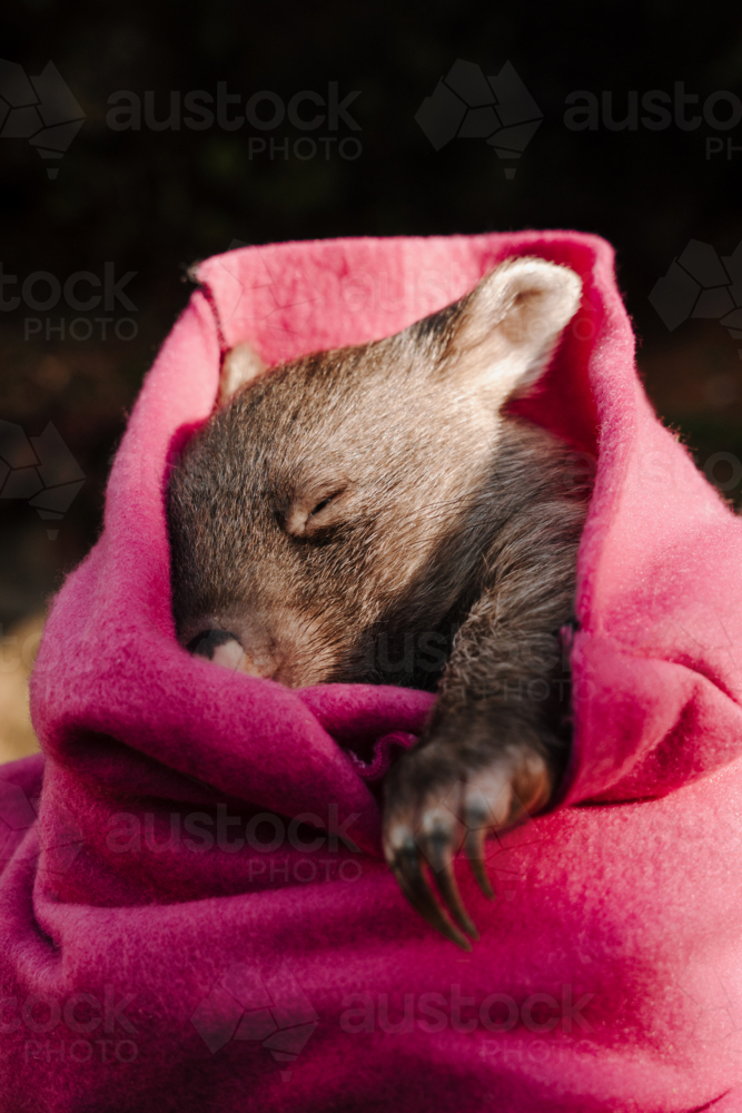 joey wombat wrapped in a pink cloth. - Australian Stock Image