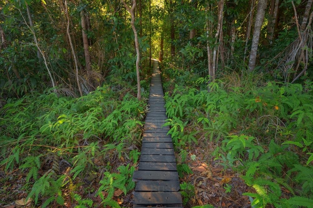 Journey down Walker Creek monsoon forest boardwalk - Australian Stock Image