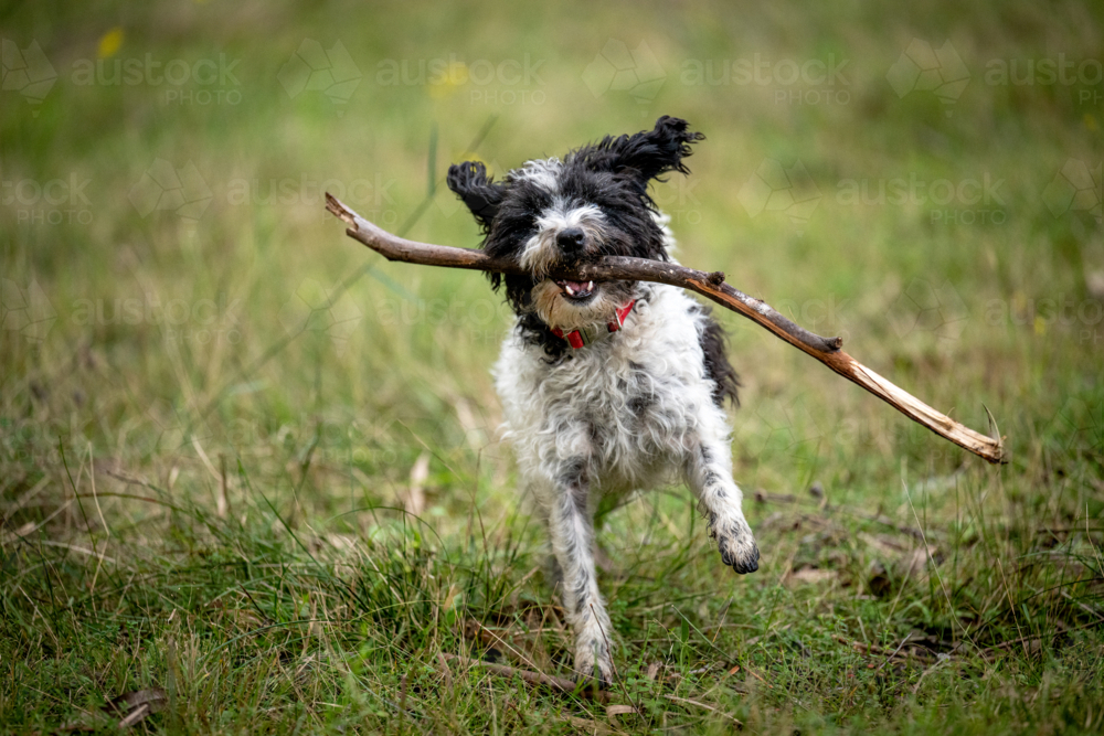 Joyful black and white dog running with a large stick in its mouth - Australian Stock Image