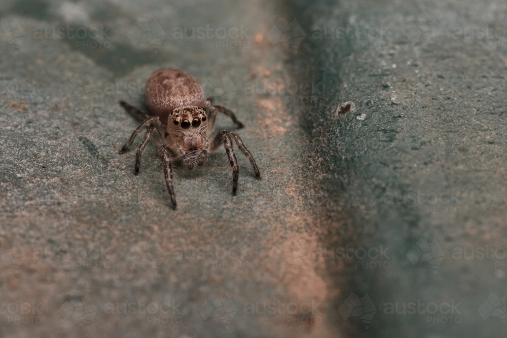 Jumping Spider Looking up at Viewer - Australian Stock Image