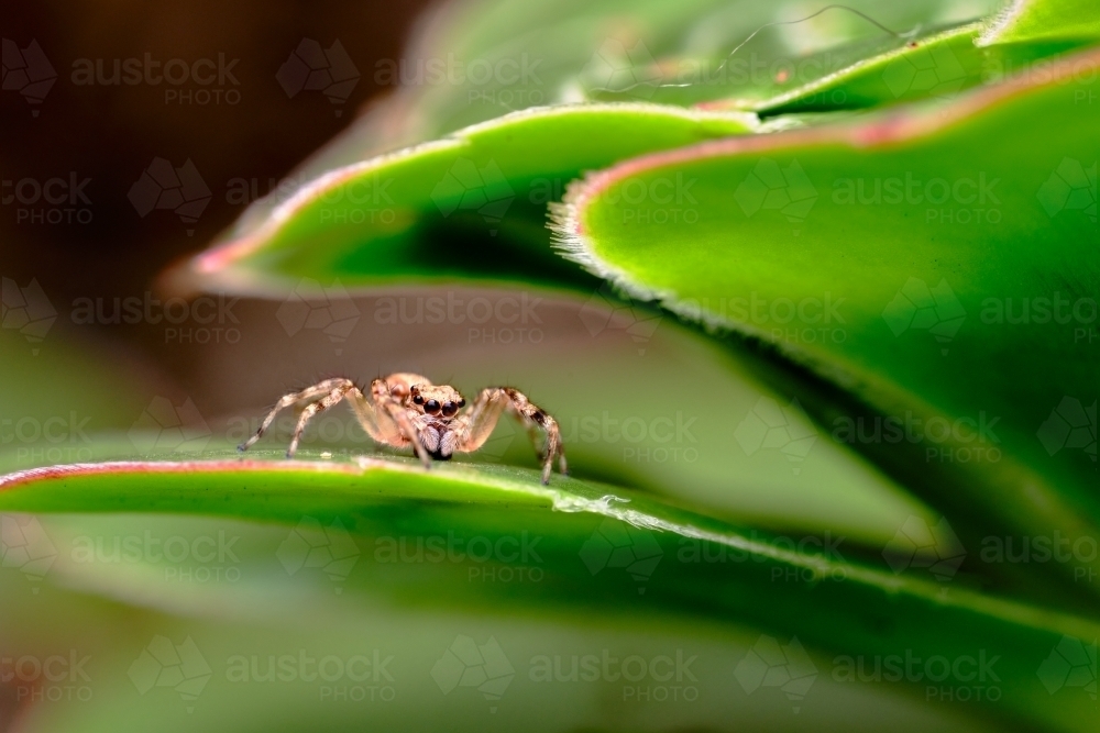 Jumping Spider Nestled in Leaves of Aeonium Simsii - Australian Stock Image