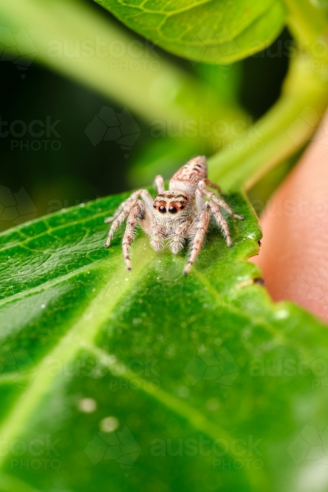 Image of Jumping Spider on a Green Leaf - Austockphoto