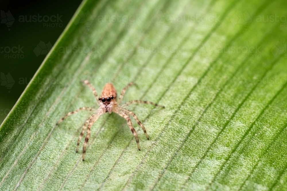 Jumping Spider on a Striped Leaf - Australian Stock Image