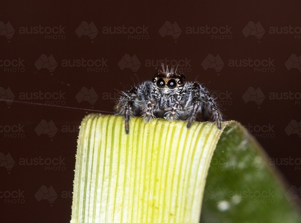 Jumping spider on blade of grass - Australian Stock Image