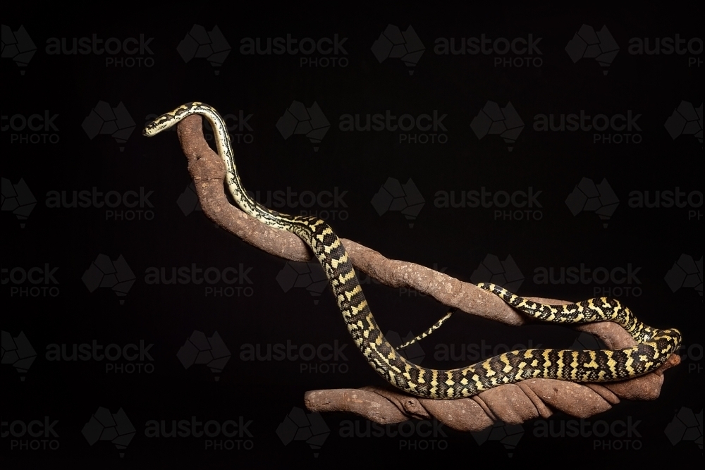 Jungle Python in studio - Australian Stock Image