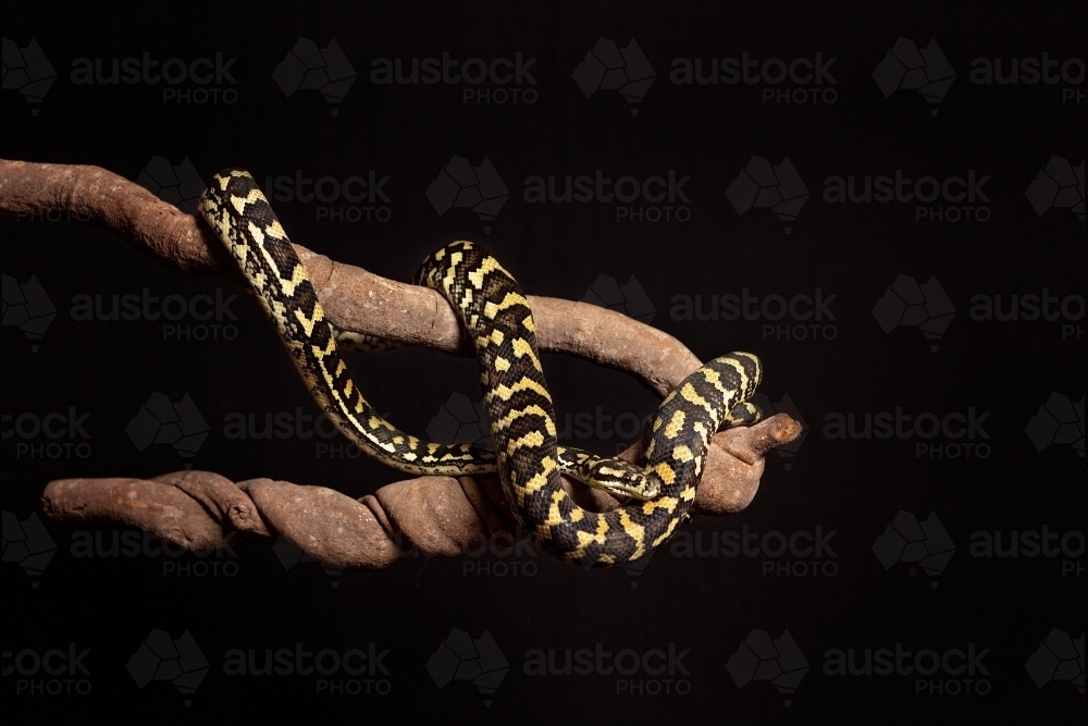 Jungle Python in studio - Australian Stock Image
