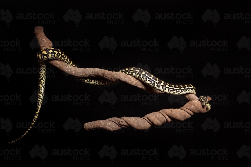 Jungle Python in studio - Australian Stock Image