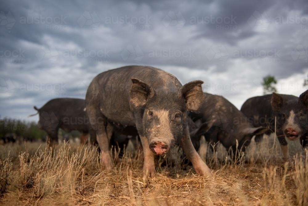 Juvenile Berkshire Pig in a paddock - Australian Stock Image