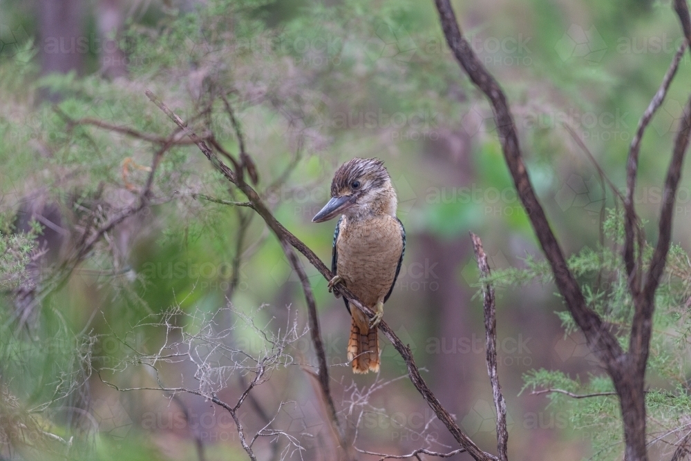 Juvenile Blue winged Kookaburra - Australian Stock Image