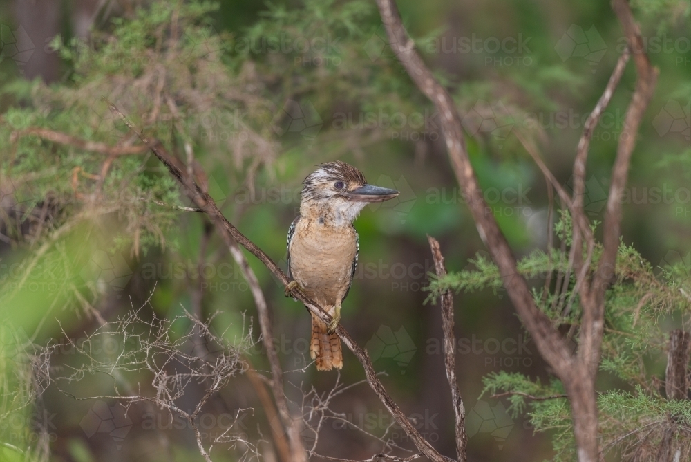 Juvenile Blue winged Kookaburra - Australian Stock Image