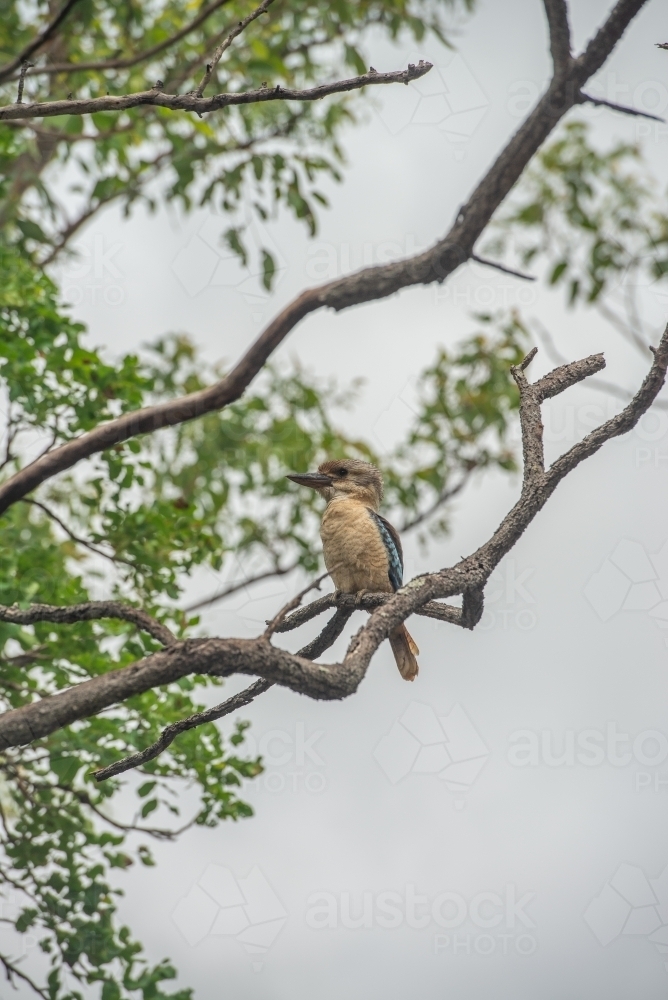 Juvenile Blue winged Kookaburra - Australian Stock Image