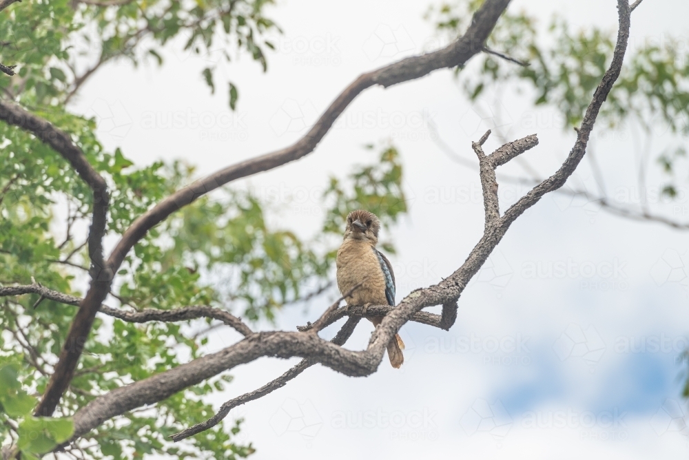 Juvenile Blue winged Kookaburra - Australian Stock Image