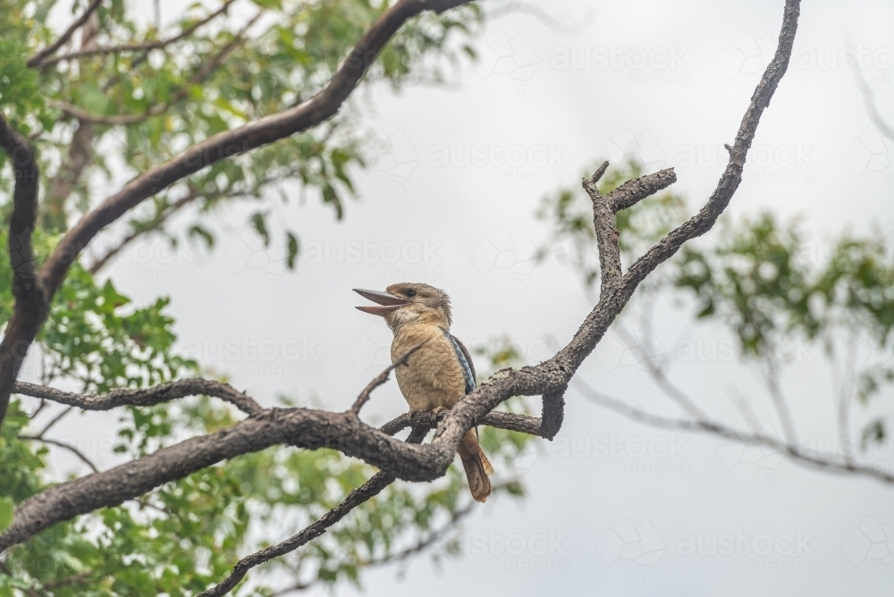 Juvenile Blue winged Kookaburra with open beak - Australian Stock Image