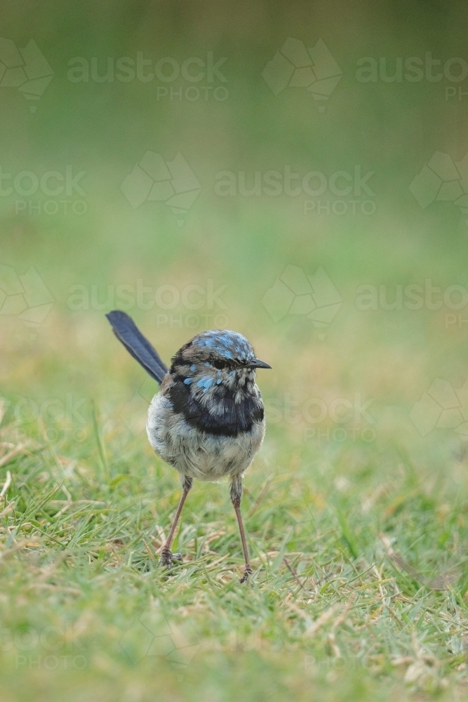 juvenile Fairy Wren on grass - Australian Stock Image