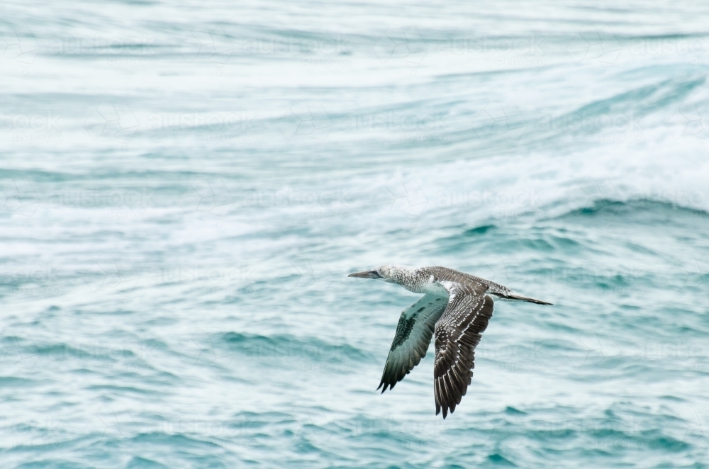 Juvenile gannet in flight with green ocean behind - Australian Stock Image