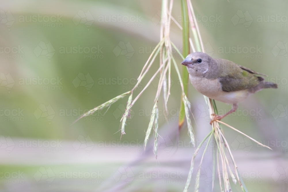 Juvenile Gouldian finch perched on a stem of grass - Australian Stock Image