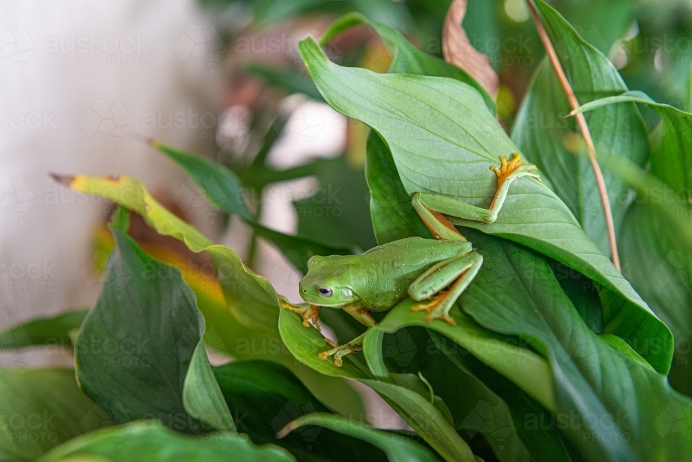 Juvenile Green Tree Frog - Australian Stock Image