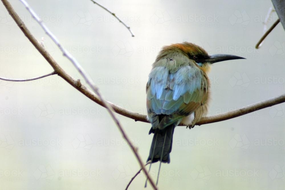 Juvenile rainbow bee eater bird - Australian Stock Image