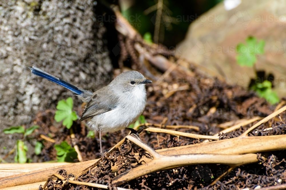 Juvenile Superb Fairy-wren on forest floor - Australian Stock Image