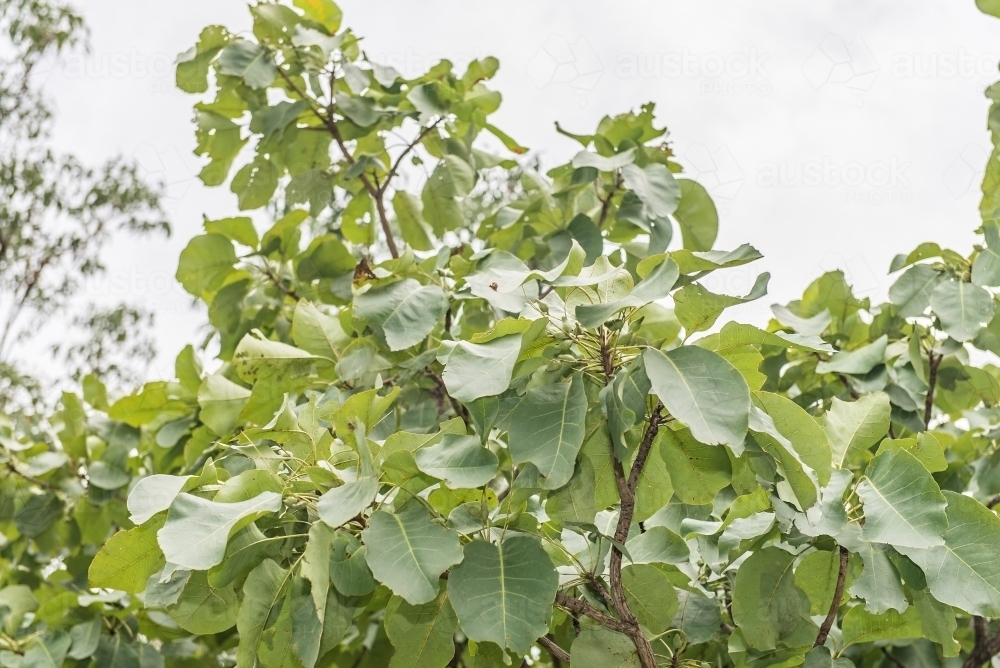 Image of Kakadu Plum Tree - Austockphoto