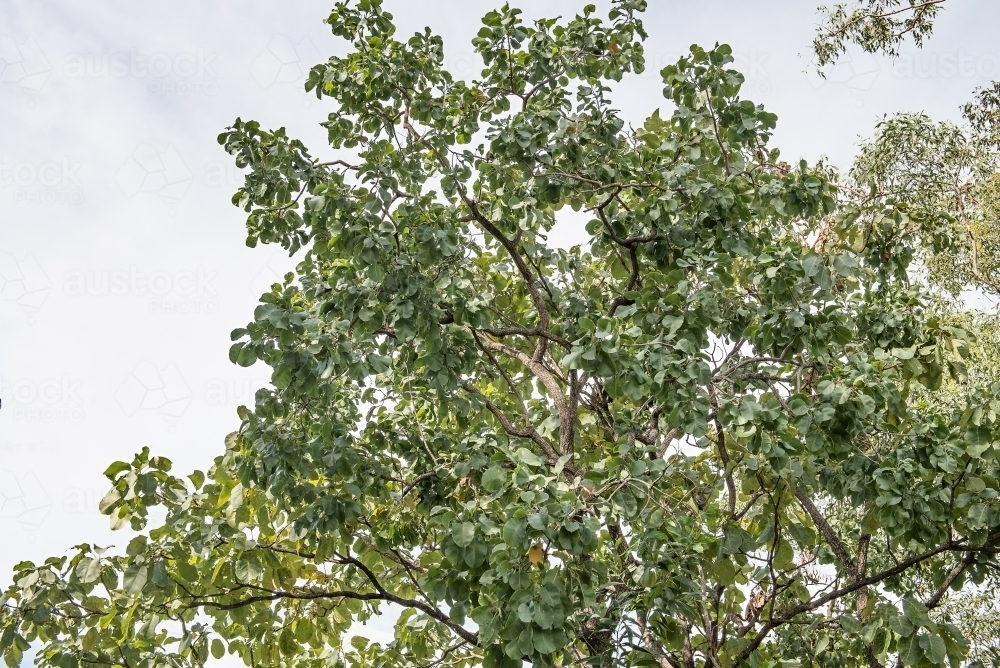 Image of Kakadu Plum tree - Austockphoto
