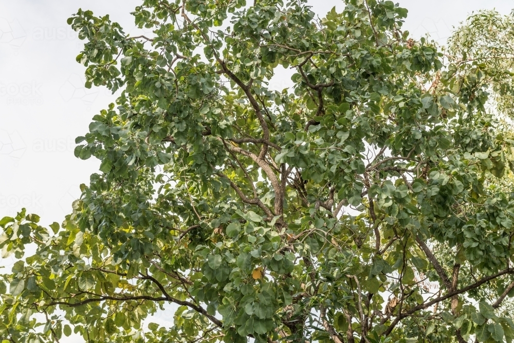 Kakadu Plum tree - Australian Stock Image